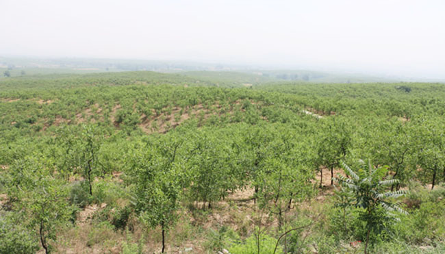 h367.jpg