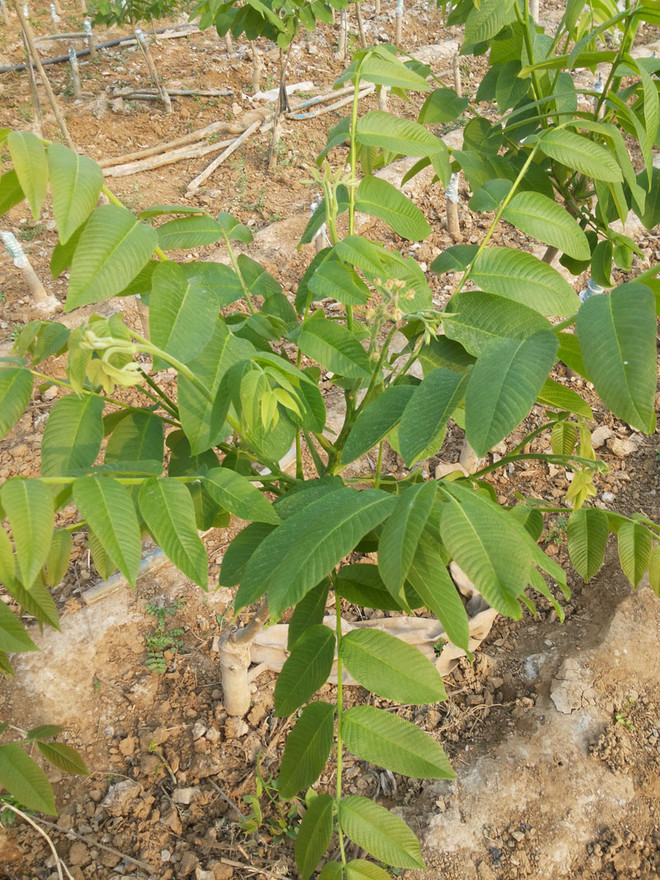 麻核桃成品树小树上的核桃花